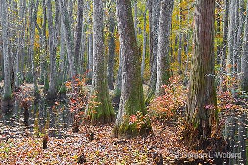 Cypress Swamp In Autumn_25113.jpg - Photographed along the Natchez Trace Parkway near Canton, Mississippi, USA.